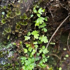 Asplenium subglandulosum at Brindabella National Park - 8 Feb 2024 by Rebeccaryanactgov