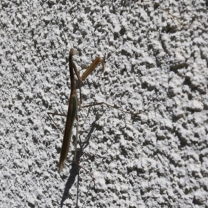 Tenodera australasiae at Lyons, ACT - 9 Feb 2024