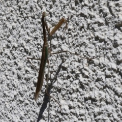 Tenodera australasiae at Lyons, ACT - 9 Feb 2024