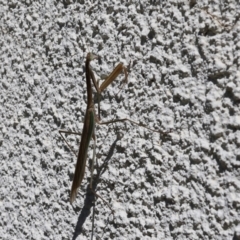 Tenodera australasiae at Lyons, ACT - 9 Feb 2024