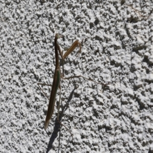 Tenodera australasiae at Lyons, ACT - 9 Feb 2024 12:57 PM