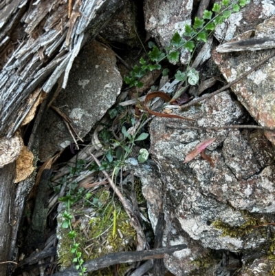 Asplenium flabellifolium (Necklace Fern) at Brindabella National Park - 8 Feb 2024 by Rebeccaryanactgov