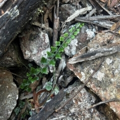 Asplenium flabellifolium at Brindabella National Park - 9 Feb 2024