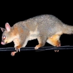 Trichosurus vulpecula at Fisher, ACT - 4 Feb 2024 08:12 PM