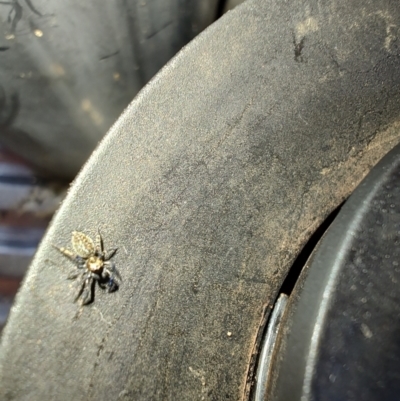 Unidentified Jumping or peacock spider (Salticidae) at Greenleigh, NSW - 9 Feb 2024 by LyndalT