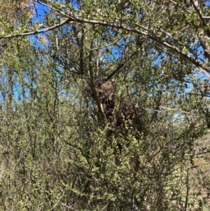 Bursaria spinosa subsp. lasiophylla at Mount Majura - 9 Feb 2024