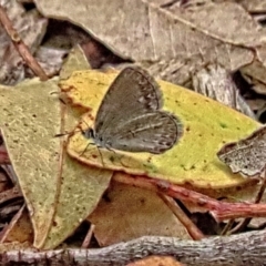 Unidentified Blue or Copper (Lycaenidae) at Winston Hills, NSW - 8 Feb 2024 by poppyde