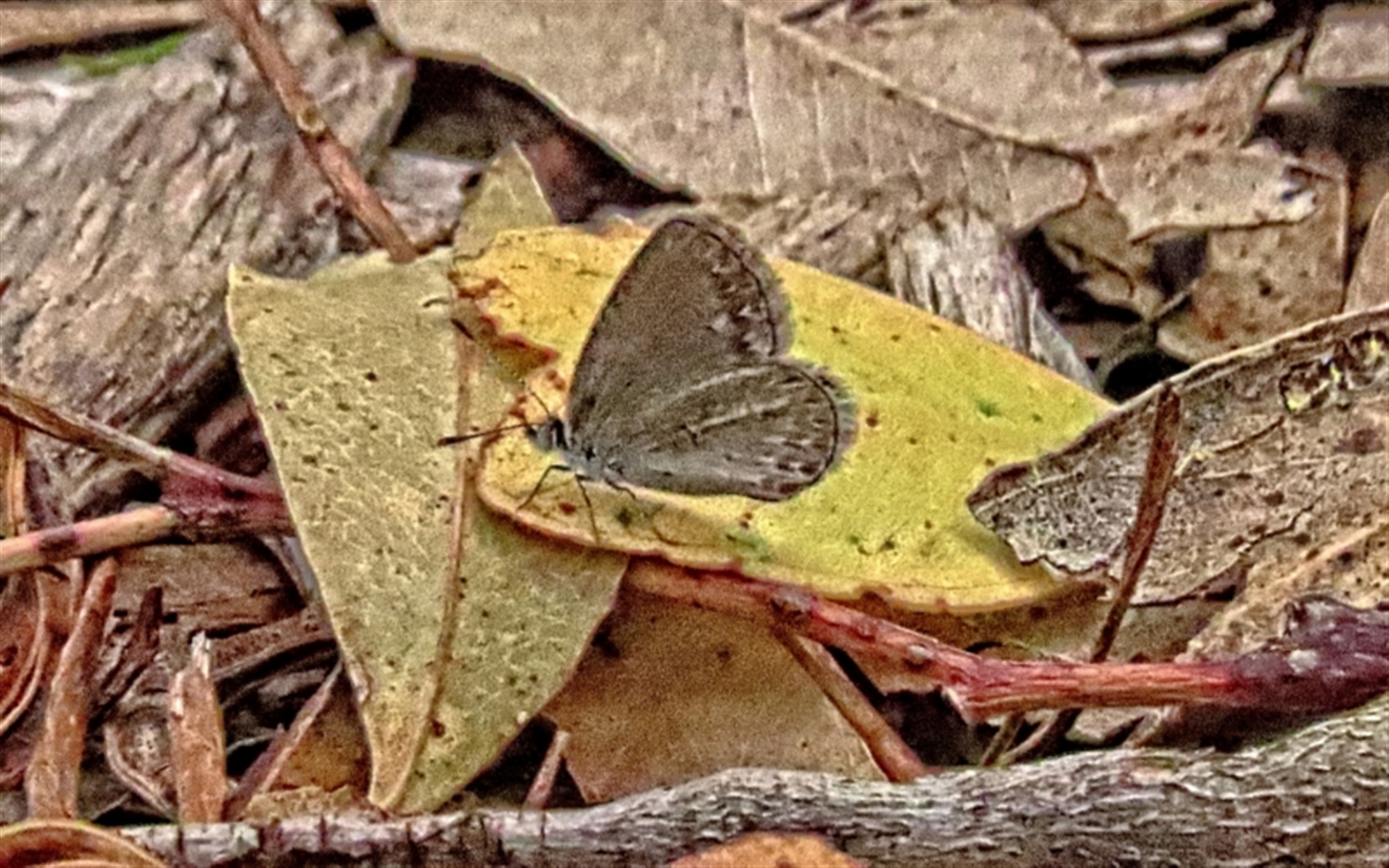 Zizina otis at Winston Hills, NSW - 8 Feb 2024 11:15 AM