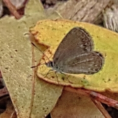 Zizina otis at Winston Hills, NSW - 8 Feb 2024 11:15 AM