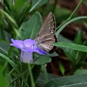 Zizina otis at Winston Hills, NSW - 8 Feb 2024 11:15 AM