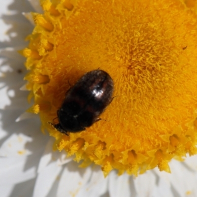 Dermestidae sp. (family) (Dermestid, carpet or hide beetles) at Lyons, ACT - 10 Oct 2020 by ran452