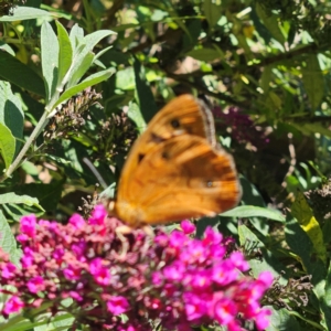 Heteronympha penelope at QPRC LGA - 9 Feb 2024