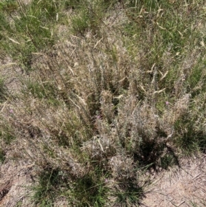 Epilobium billardiereanum subsp. cinereum at Mount Majura - 9 Feb 2024