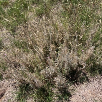 Epilobium billardiereanum subsp. cinereum (Variable Willow-herb) at Mount Majura - 9 Feb 2024 by waltraud