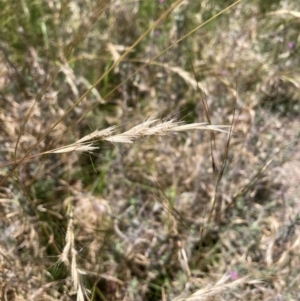 Rytidosperma sp. at Mount Majura - 9 Feb 2024