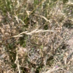 Rytidosperma sp. (Wallaby Grass) at Mount Majura - 9 Feb 2024 by waltraud