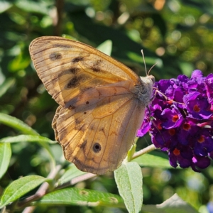 Heteronympha merope at QPRC LGA - 9 Feb 2024