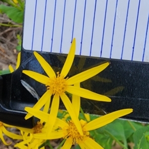 Senecio velleioides at Nullica State Forest - 9 Feb 2024