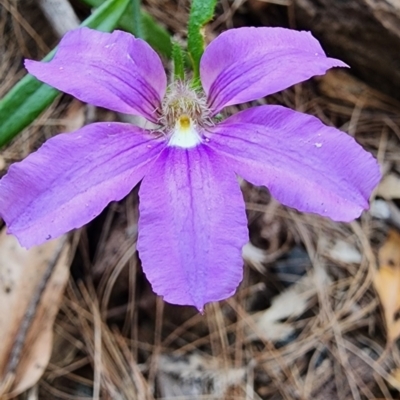 Scaevola ramosissima (Hairy Fan-flower) at Eden, NSW - 9 Feb 2024 by Steve818