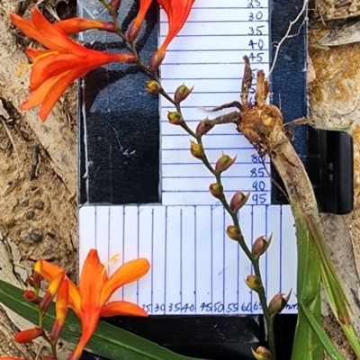 Crocosmia x crocosmiiflora (Montbretia) at Eden, NSW - 9 Feb 2024 by Steve818