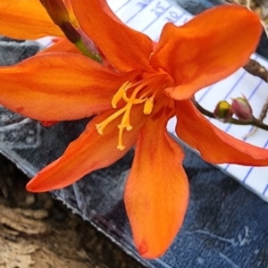 Crocosmia x crocosmiiflora at Nullica State Forest - 9 Feb 2024