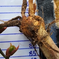 Crocosmia x crocosmiiflora at Nullica State Forest - 9 Feb 2024