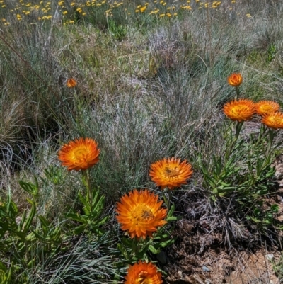 Xerochrysum subundulatum (Alpine Everlasting) at Kosciuszko National Park - 8 Feb 2024 by HelenCross