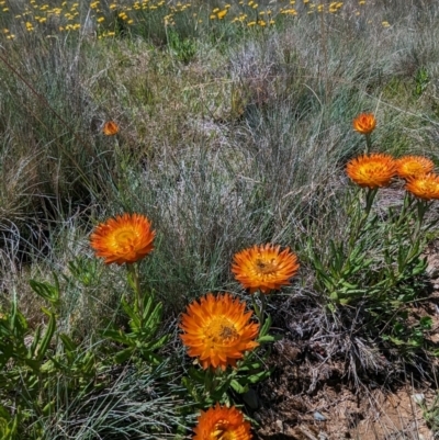 Xerochrysum subundulatum (Alpine Everlasting) at Kiandra, NSW - 8 Feb 2024 by HelenCross