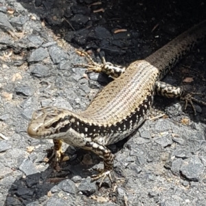 Eulamprus heatwolei at Tathra, NSW - 25 Nov 2023