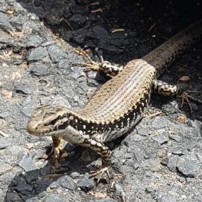 Eulamprus heatwolei (Yellow-bellied Water Skink) at Tathra, NSW - 25 Nov 2023 by HappyWanderer