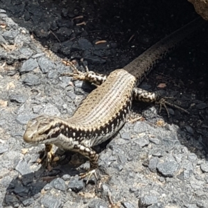 Eulamprus heatwolei at Tathra, NSW - 25 Nov 2023