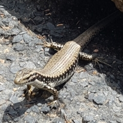 Eulamprus heatwolei at Tathra, NSW - 25 Nov 2023