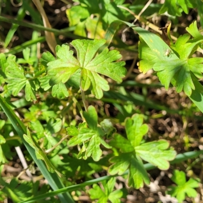 Geranium (genus) (Geranium) at Jacka, ACT - 9 Feb 2024 by trevorpreston