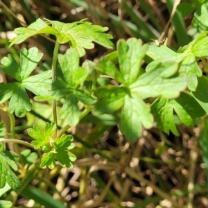 Geranium sp. at Jacka, ACT - 9 Feb 2024