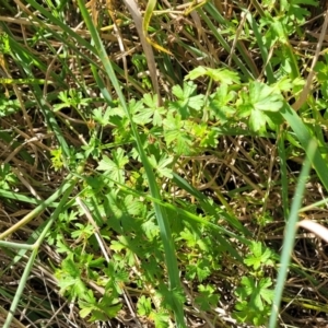 Geranium sp. at Jacka, ACT - 9 Feb 2024