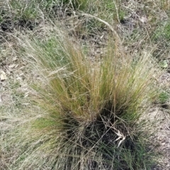 Nassella trichotoma (Serrated Tussock) at Jacka, ACT - 9 Feb 2024 by trevorpreston