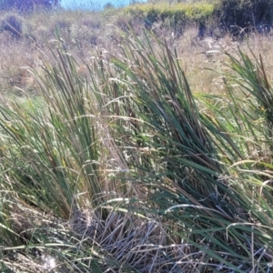 Typha orientalis at Moncrieff, ACT - 9 Feb 2024 04:15 PM