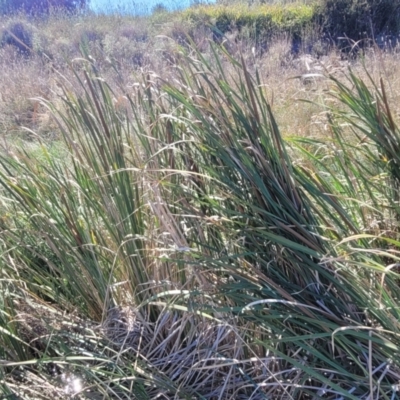 Typha orientalis (Broad-leaved Cumbumgi) at Moncrieff, ACT - 9 Feb 2024 by trevorpreston