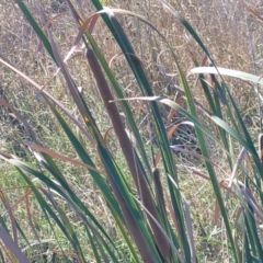 Typha orientalis at Moncrieff, ACT - 9 Feb 2024 04:15 PM