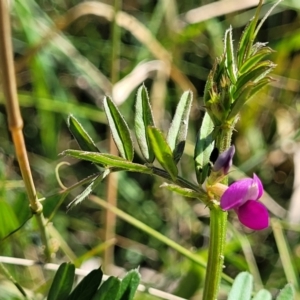 Vicia sativa at Moncrieff, ACT - 9 Feb 2024 04:13 PM