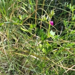 Vicia sativa at Moncrieff, ACT - 9 Feb 2024 04:13 PM