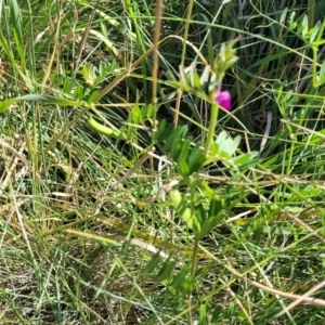 Vicia sativa at Moncrieff, ACT - 9 Feb 2024 04:13 PM