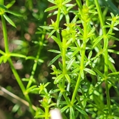 Asperula conferta (Common Woodruff) at Moncrieff, ACT - 9 Feb 2024 by trevorpreston