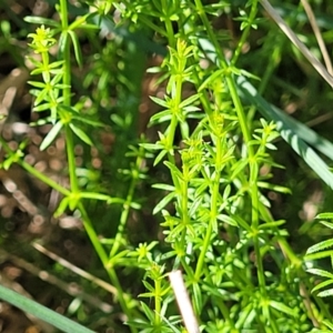 Asperula conferta at Moncrieff, ACT - 9 Feb 2024