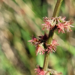 Rumex brownii at Moncrieff, ACT - 9 Feb 2024