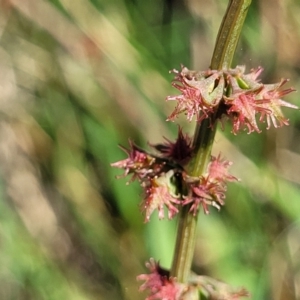 Rumex brownii at Moncrieff, ACT - 9 Feb 2024 04:10 PM