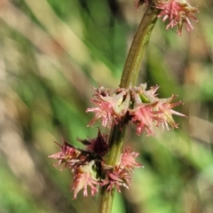 Rumex brownii at Moncrieff, ACT - 9 Feb 2024 04:10 PM