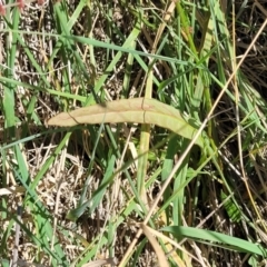 Rumex brownii at Moncrieff, ACT - 9 Feb 2024 04:10 PM