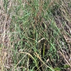 Rumex brownii at Moncrieff, ACT - 9 Feb 2024