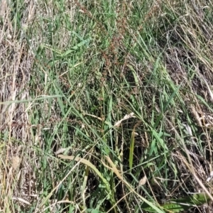 Rumex brownii at Moncrieff, ACT - 9 Feb 2024 04:10 PM